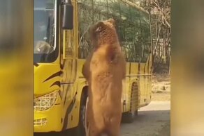"Командир, открой дверь": медведь пытался зайти в автобус