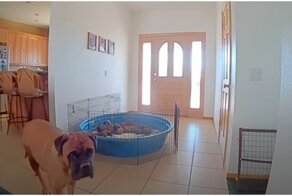 С помощью камеры наблюдения хозяева напоминили собаке о её материнских обязанностях