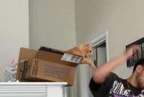 Неудачное нападение кота на хозяина из засады