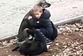 Видео: мальчик останавливается на улице, чтобы обнять бездомных собак