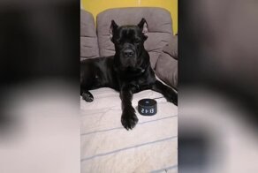 Голосовой помощник «Алиса» прикрыла проделки питомца