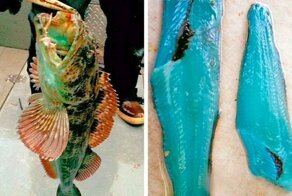 15 захватывающих снимков нестандартных вещей