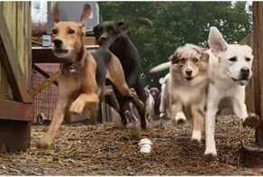 Забег выпущенных на прогулку псов с эпичным финалом