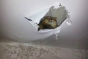Куда бы вы ни посмотрели, везде могут оказаться коты