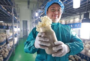 Самые необычные грибные фермы — зачем китайцы выращивают русский трутовик