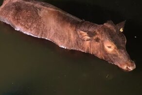 Жители частного дома увидели в своём бассейне бычка