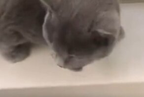 Кот спрятался от ветеринара в лотке для бумаги