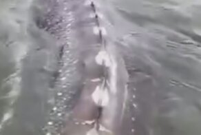 В Канаде удалось заснять белугу впечатляющих размеров