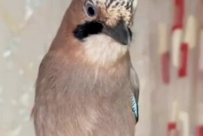 Какой-то неправильный кот