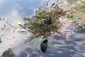 Помощь строителю домика
