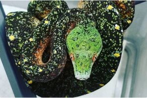 Ползающая радуга: 25 восхитительных окрасов тех, от кого вас бросит в дрожь