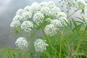 Опасная красота природы: самые ядовитые растения со всего мира