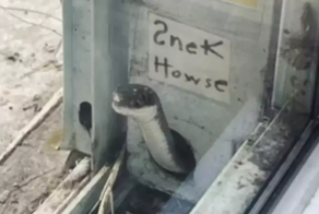 Девушка спасла застрявшую в окне змейку