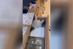 Кот&nbsp;уснул в&nbsp;ящике стола