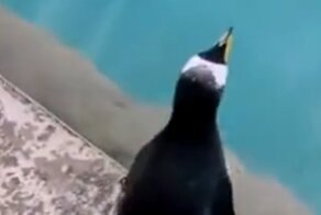 Женщина вернула выпавшего из бассейна пингвина к сородичам