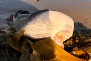 На австралийский пляж выбросило странное существо