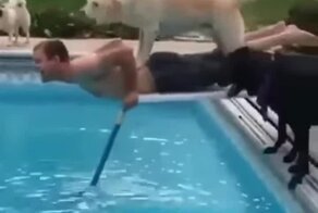 Неудачная попытка пса помочь хозяину