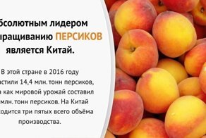 А при чём тут Китай? Интересные факты о продуктах питания