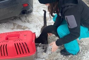 Прохожие заметили трёх тощих кошек, которые собирали объедки