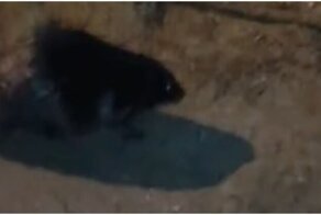 Как поляк бобра повстречал