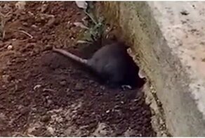 Принудительное выселение жабы