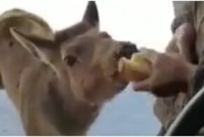 Дальнобойщик пожалел, что решил покормить дикое животное