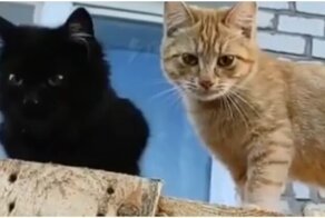 Умные и невероятно послушные коты