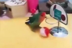 Забавная игра попугаев в баскетбол