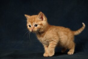 Бартерный котик из Шанхая: апельсины за аренду кота