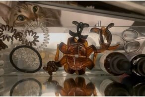 Обожающая воровать резинки для волос кошка попалась с поличным