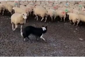 Овца обратила в бегство пастушью собаку