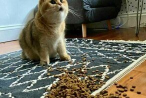 20 фото котов, которые наглыми и абсурдными действиями очень рассмешили своих хозяев