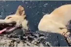 Спасение пса из смертельной ловушки