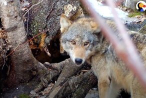 Волчица спасала семерых щенков из затопленного логова