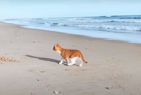 Эй, не стойте слишком близко – я щеночек, а не киска! Поведение котёнка, выращенного псами