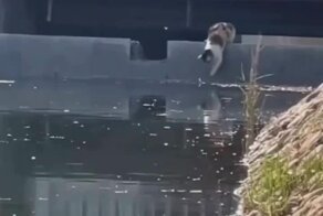 Прирожденная пушистая рыбачка