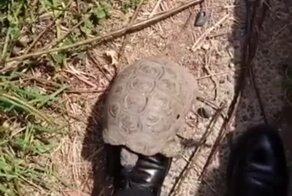  Черепаха пытается прогнать человека