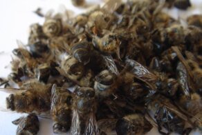 В каких ситуациях поедание насекомых у славян считалось допустимым и приемлемым?