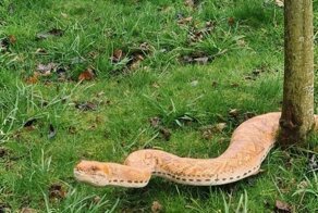 Гигантская змея распугала туристов из ботанического сада