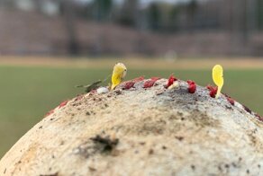 17 крайне любопытных случаев, когда что-то где-то неожиданно проросло