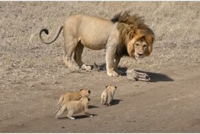 Лев убегает от жаждущих внимания львят