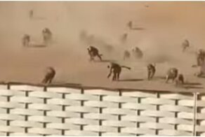 Обезьяны устроили стычку на глазах у жителя Саудовской Аравии