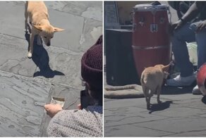 Пёс уличного музыканта забирает деньги из рук благодарных слушателей