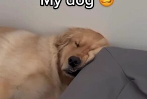  Есть два типа собак