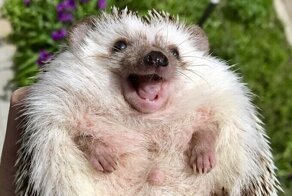 Рик - позитивный ёж, который постоянно улыбается