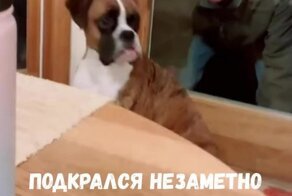 Подкрался незаметно: мужчина разыграл своего пса