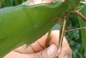 Какие звуки издаёт один из самых крупных кузнечиков в мире