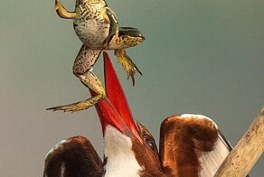 Фотограф заснял эпичный побег лягушки из клюва птицы