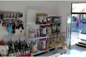 Пёс украл из зоомагазина собачий корм