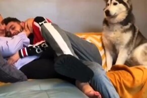 Собака ревнует своего хозяина к девушке